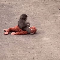 Sad Baby Monkey GIF