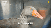 Wake Up Morning GIF by Nat Geo Wild