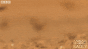 wildlife bee GIF by BBC Earth