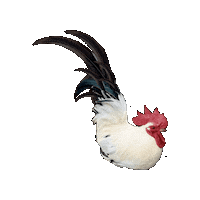 Chicken Rooster Sticker