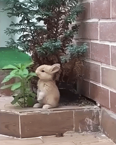 cuteanimalland giphyupload GIF