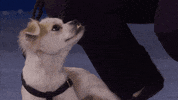 GIF by Hallmark Channel