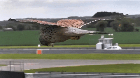 namirhaahriman giphyupload GIF