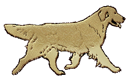 Shuts Golden Retriever Sticker