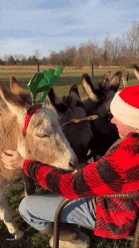 Donkeys Gather Round to Enjoy Rendition of Jingle Bells