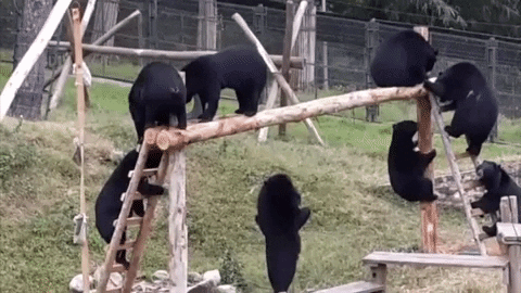 animalsasia giphyupload GIF