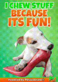 PetJuvenate petjuvenate henlo hooman fren love rescue dogs treatos and woofer for pupper GIF