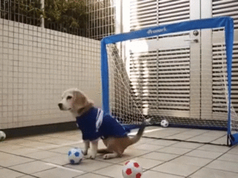 goalkeeper GIF