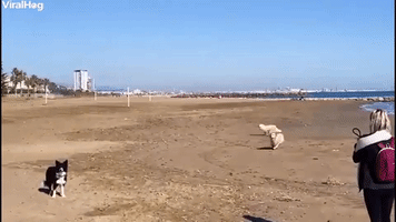 Excited Golden Retriever Knocks Woman Down 