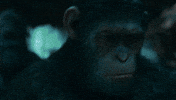 ceasar GIF by War for the Planet of the Apes