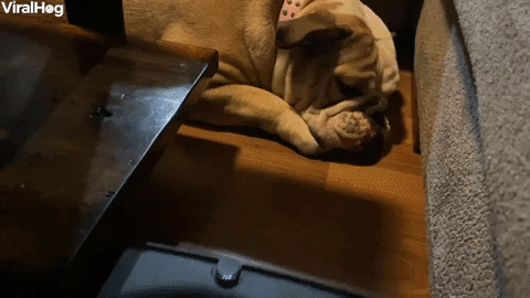 Lola The Bulldog Could Not Care Less About Robo Vacuum GIF by ViralHog