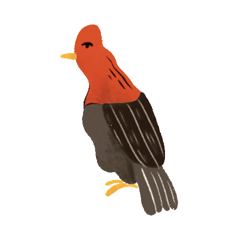 Peru Aves Sticker by Maracumango