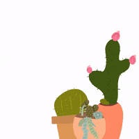 artbykayesilva green plant cactus succulent GIF