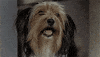 mary poppins dog GIF