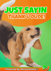 PetJuvenate thank you french bulldog funny dog cute puppy GIF
