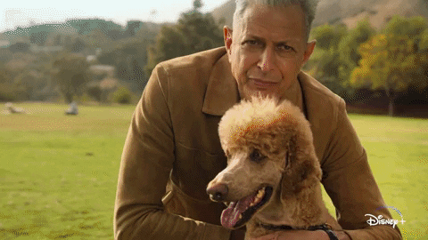 Jeff Goldblum Dogs GIF by National Geographic Channel
