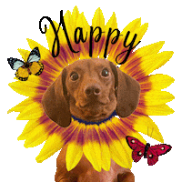 Celebrate Happy Anniversary Sticker