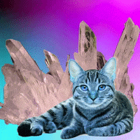 cat lol GIF by MUTANT MAGIC