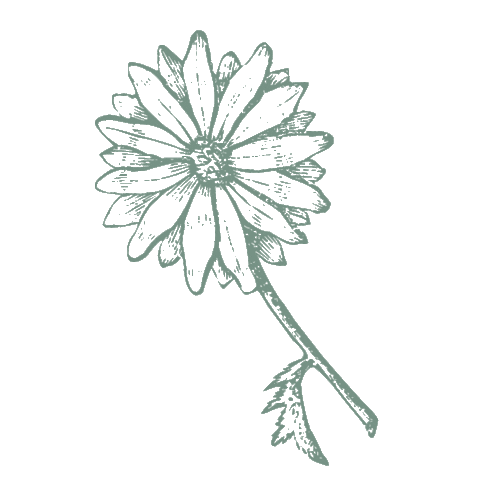 martanlloret giphyupload nature flower sun Sticker