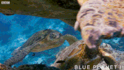 bbc one sea GIF by BBC