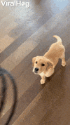 Puppy Pup GIF by ViralHog