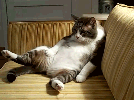 Animal gif. A grey and white cat slouches tiredly on a couch as a paw rests on its white belly. 