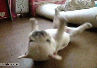 puppies GIF