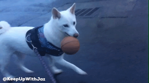 shiba inu dog GIF by KeepUpWithJaz
