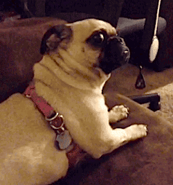 Video gif. Pug sits on a cushion, turning slowly and leaning back to look down its nose at us with wide eyes, neck folds becoming more exaggerated as it turns. 