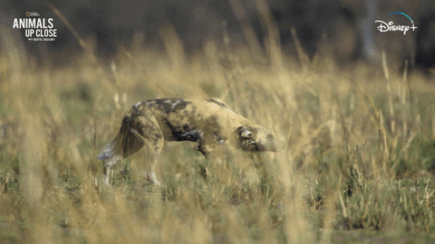 Stalking Nat Geo GIF by National Geographic Channel