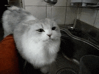 dishes GIF