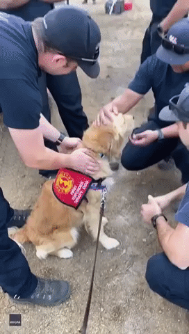 Therapy Dog Comforts Firefighters as Caldor Fire Rages Through Northern California