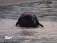 Big Boy Seal GIF by Fries Film & Audio Archief