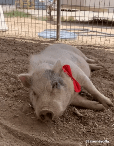 CountyofLA tired sleepy pig sleeping GIF