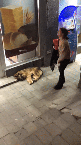 cuteanimalland giphyupload GIF