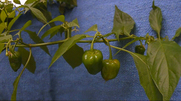 pepper ripening GIF