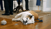 Tired Dog GIF by Louisiana Tech University