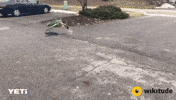 wikitude ar augmented reality slam wikitude GIF