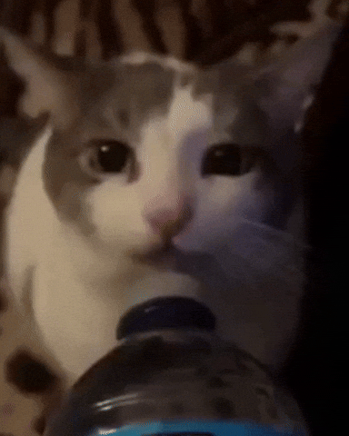 Cat Drinking GIF