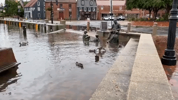 Ducks Take Over Flooded Plaza in Annapolis, Maryland