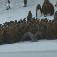 Pbs Nature Penguin GIF by Nature on PBS