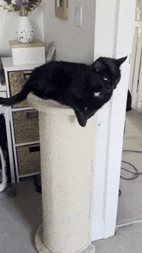 Monty miaow miaow miaow