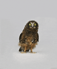 Bird Owl GIF