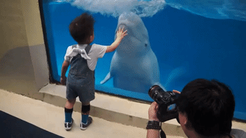 Beluga Whale Sprays Kid