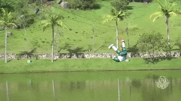 Palmeiras palmeiras resort porco voa GIF