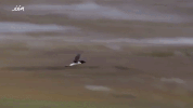GIF by vrt