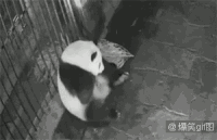 birth GIF