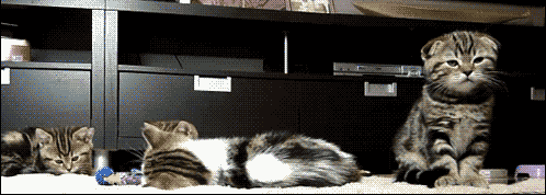 farts GIF