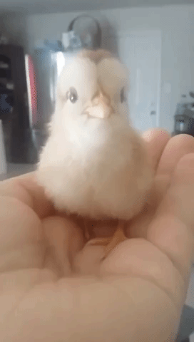 Baby Hatchling Utters Its First Chirps
