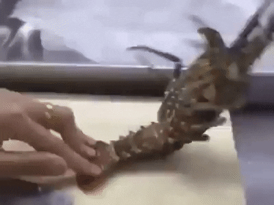 lobster crunches GIF